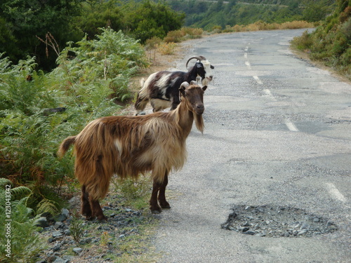 chèvres