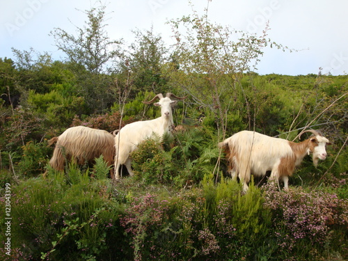 Fototapeta Naklejka Na Ścianę i Meble -  chèvres