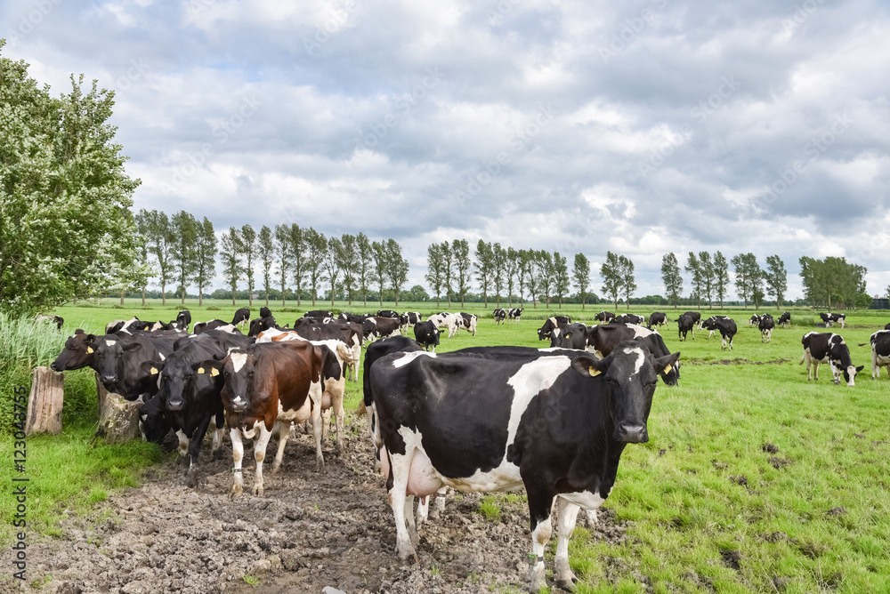 Friesland - Milchkühe auf dem Weg in den Stall zum Melken