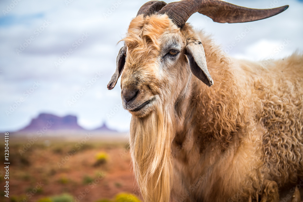 Goat in utah