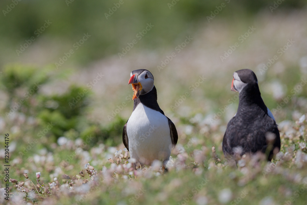 Fototapeta premium Skomer Puffin