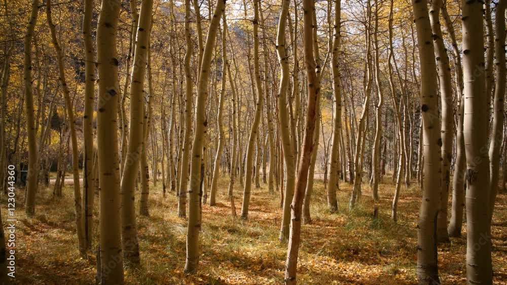 3 axis Motion Time Lapse of Yellow Aspen Forest Fall Foliage 3 axis Motion Time Lapse of Yellow Aspen Forest Fall Foliage