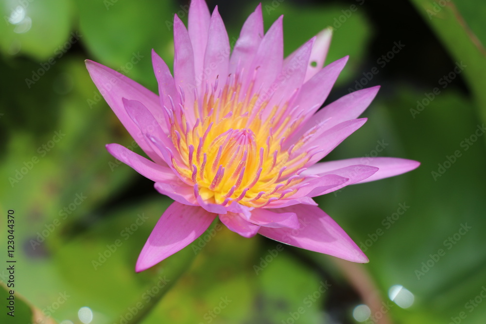 Fresh flowers in the black water, water lily in the pond Fresh flowers in the black water, water lily in the pond