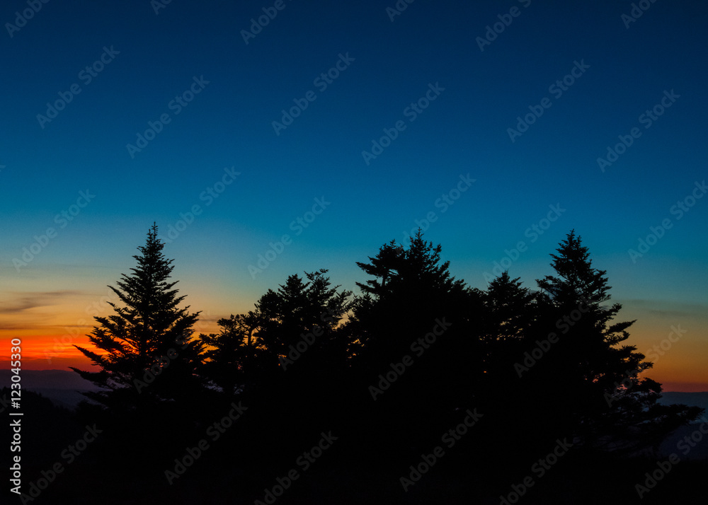 Fototapeta premium Silhouette of Pines at Sunset With Clear Sky