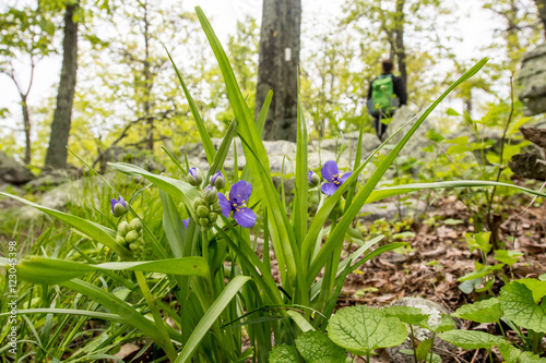 Spiderwort Flowers with Appalachian Trail and Hiker