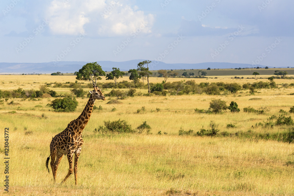 Obraz premium Giraffe walking on savannah in Masai Mara