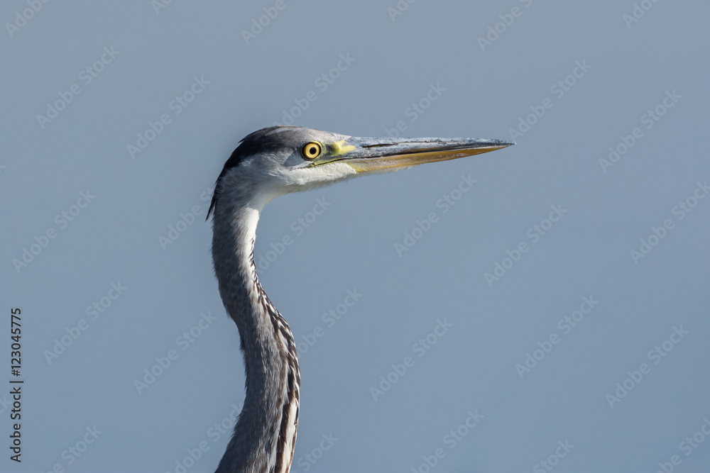 Grey Heron (Ardea Cinerea) in close-up Grey Heron (Ardea Cinerea) in close-up