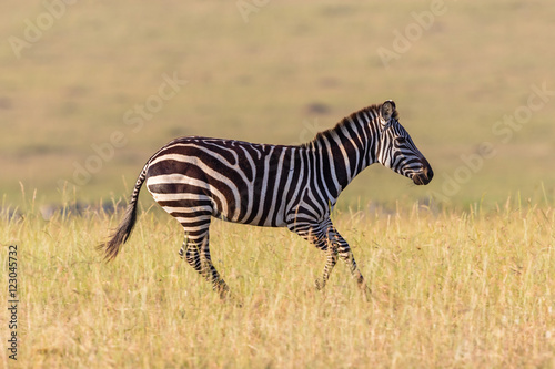 Zebra running in the savanna