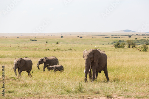 Elephants with a calf at the savannah