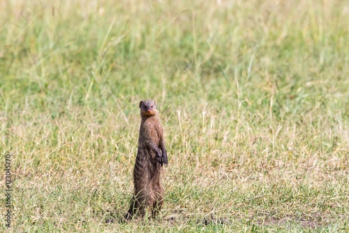 Banded mongoose standing up and looking at the savanna