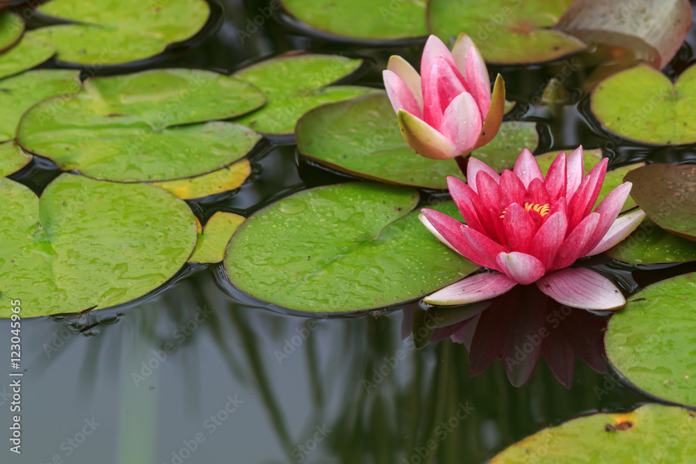 Beautiful magenta or pink waterlily or lotus flowers in pond Beautiful magenta or pink waterlily or lotus flowers in pond