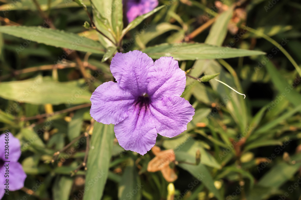 Single purple ruellias flower in the garden Single purple ruellias flower in the garden