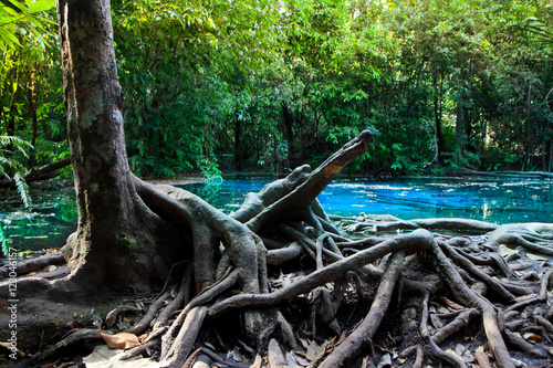 Emerald pool in mangrove forest at Krabi in Thailand. photo