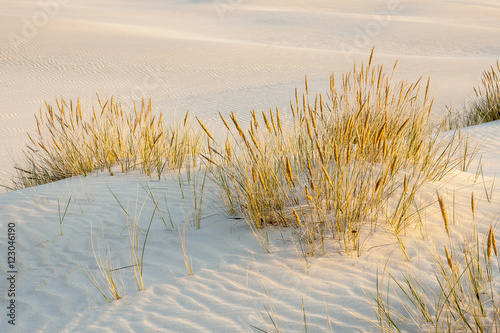 Fototapeta Naklejka Na Ścianę i Meble -  beautiful view of the coastal dunes