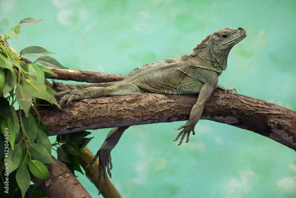 Fototapeta premium Weber's sailfin lizard (Hydrosaurus weberi).