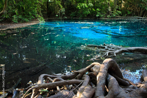 Emerald pool in mangrove forest at Krabi in Thailand. photo