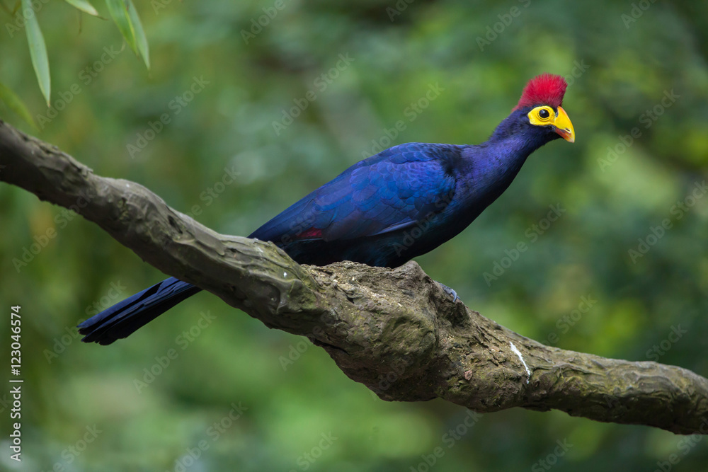Obraz premium Lady Ross's turaco (Musophaga rossae)