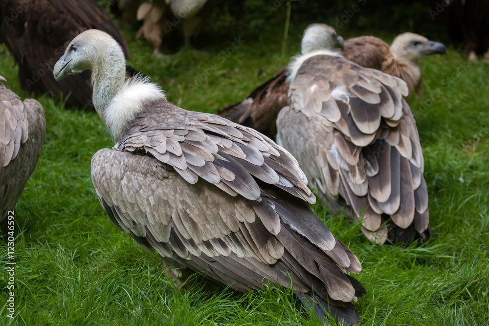 Griffon vulture (Gyps fulvus). Griffon vulture (Gyps fulvus).