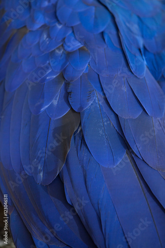 Obraz na płótnie Hyacinth macaw (Anodorhynchus hyacinthinus). w salonie
