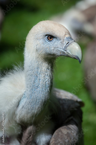 Griffon vulture  Gyps fulvus .