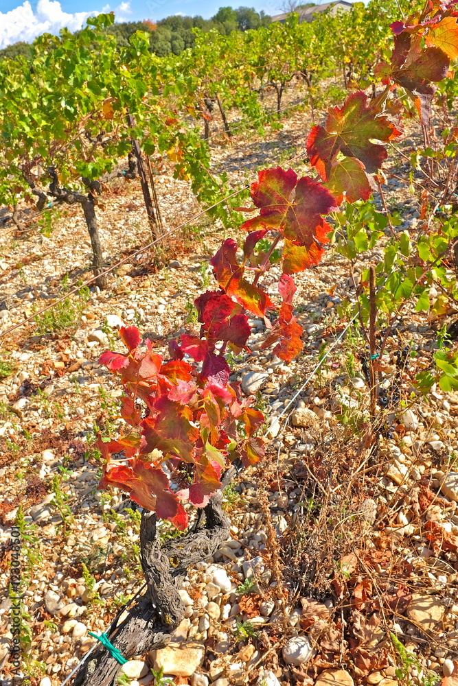 VIGNOBLE DRÖME AUTOMNE 2