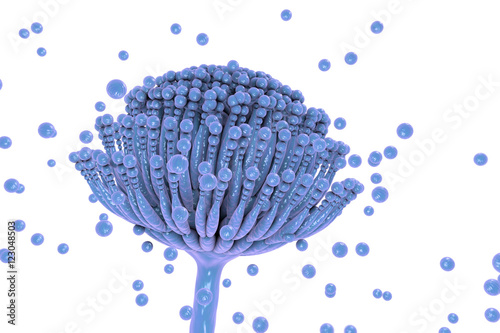 Fungi Aspergillus, black mold which produce aflatoxins and cause pulmonary infection aspergillosis, 3D illustration photo