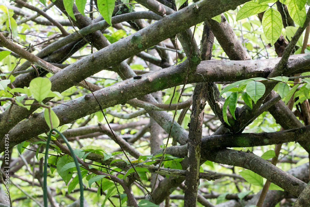 group of green tree with sunlight,branch of tree group of green tree with sunlight,branch of tree