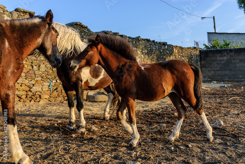 ponies in an orchard in Salorino, Caceres, in Extremadura, Spain