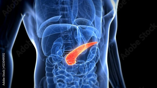 Healthy pancreas photo
