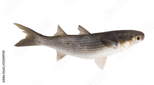 Striped mullet (Mugil cephalus) isolated on white background. Si