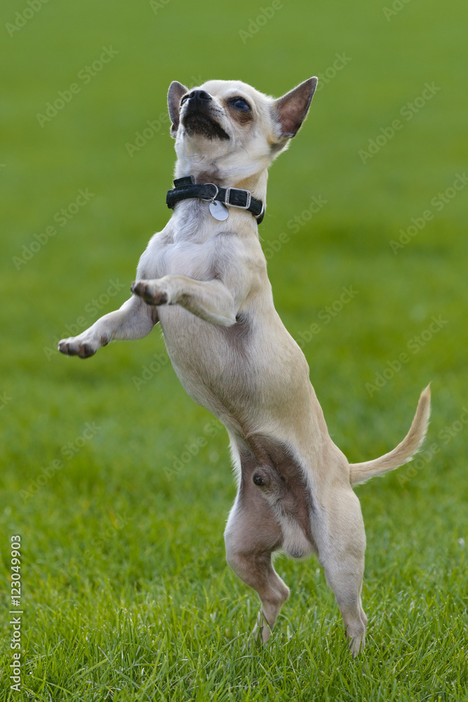 chihuahua dog play in field of grass chihuahua dog play in field of grass