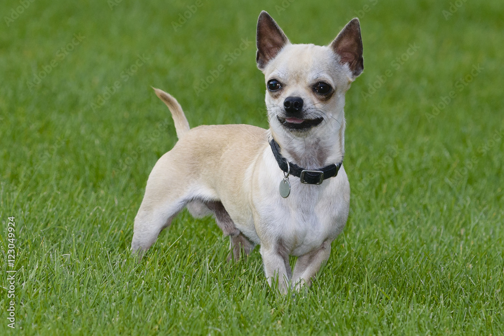 chihuahua dog play in field of grass
