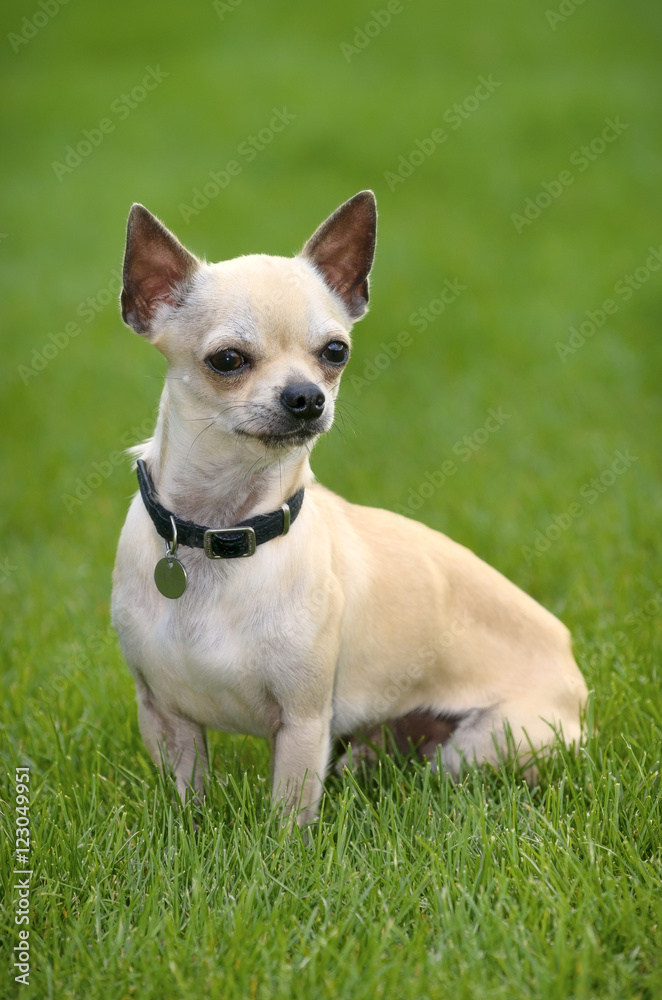 chihuahua dog play in field of grass chihuahua dog play in field of grass