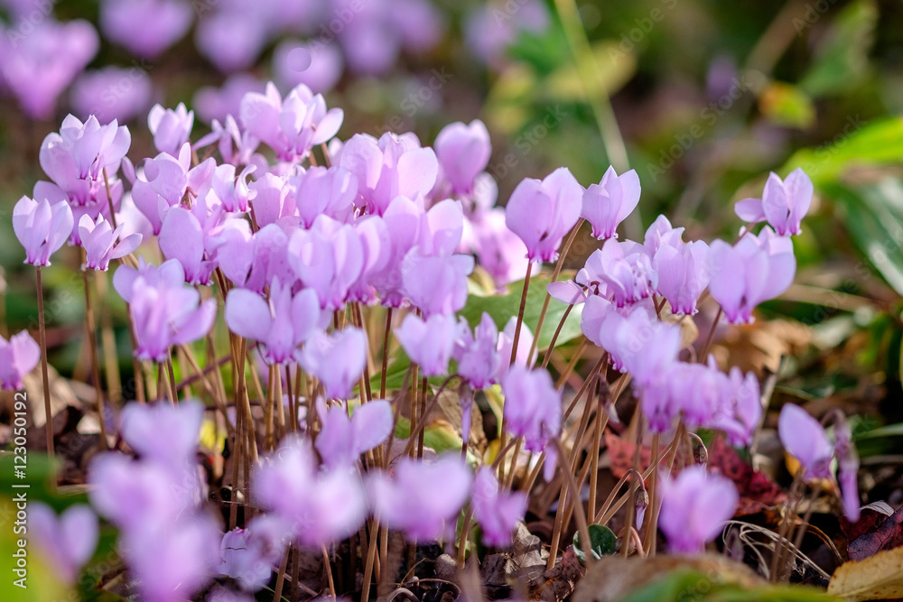 Foto Cyclamen hederifolium