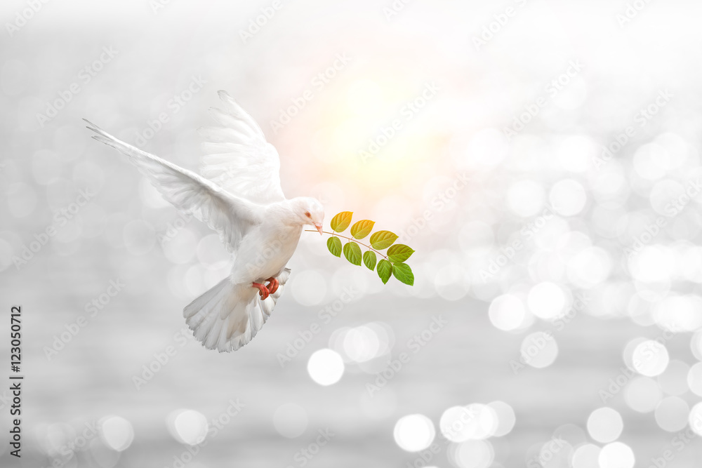 Obraz premium Gołębia niosąca gałąź liści