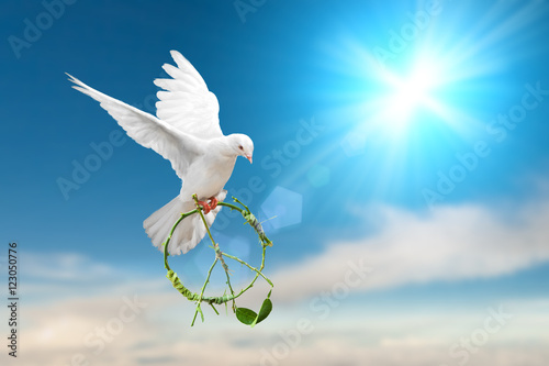white dove holding green branch in peace sign shape