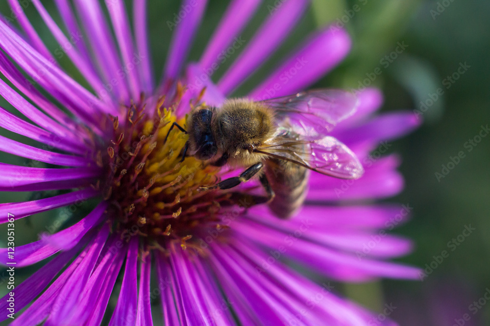 Macro Bee in flower with blurred background Macro Bee in flower with blurred background