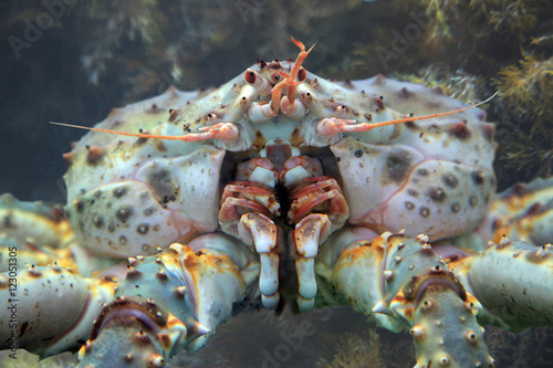 King crab close up