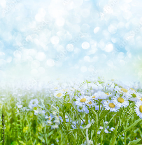 Fototapeta Naklejka Na Ścianę i Meble -  Wildflowers daisies. Summer landscape. white chamomile flowers