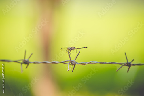 Colored dragonfly and the barbed wire © sitthipong