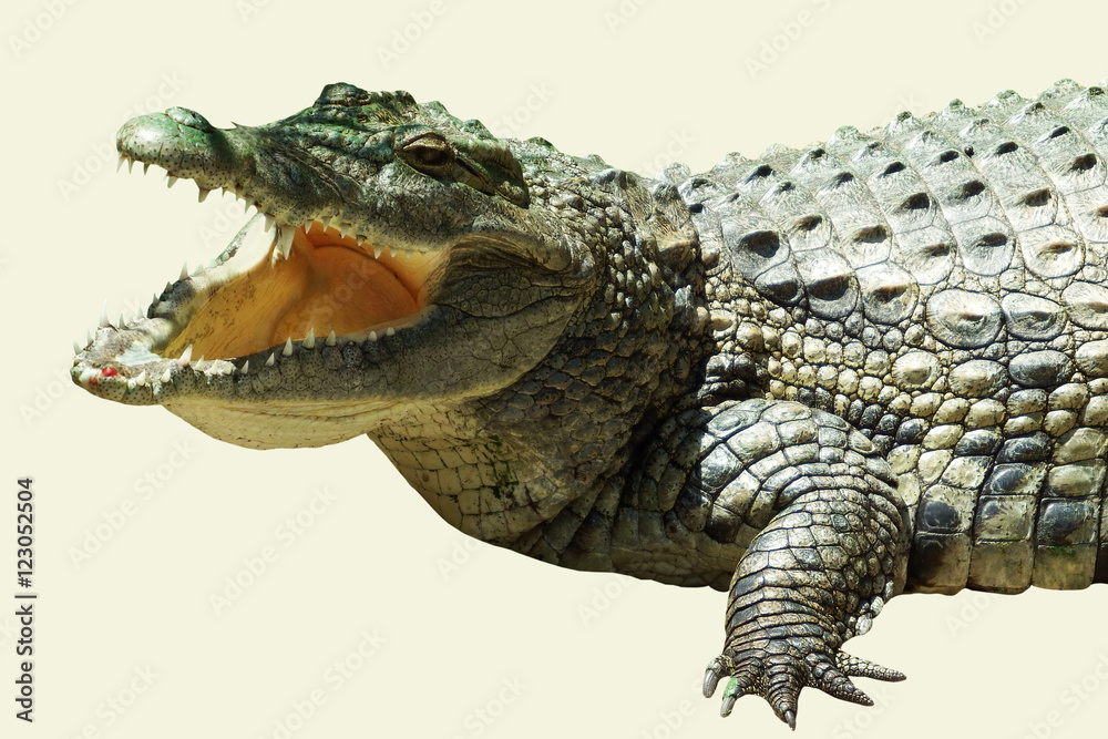 Obraz premium Crocodile with open mouth
