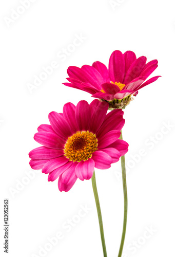Fototapeta Naklejka Na Ścianę i Meble -  pink daisy