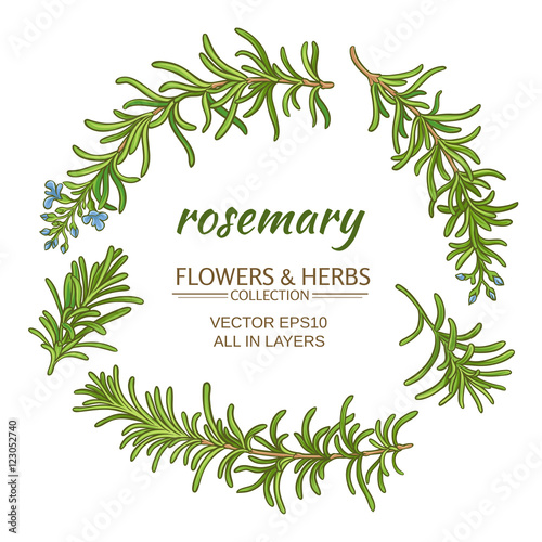 rosemary vector set