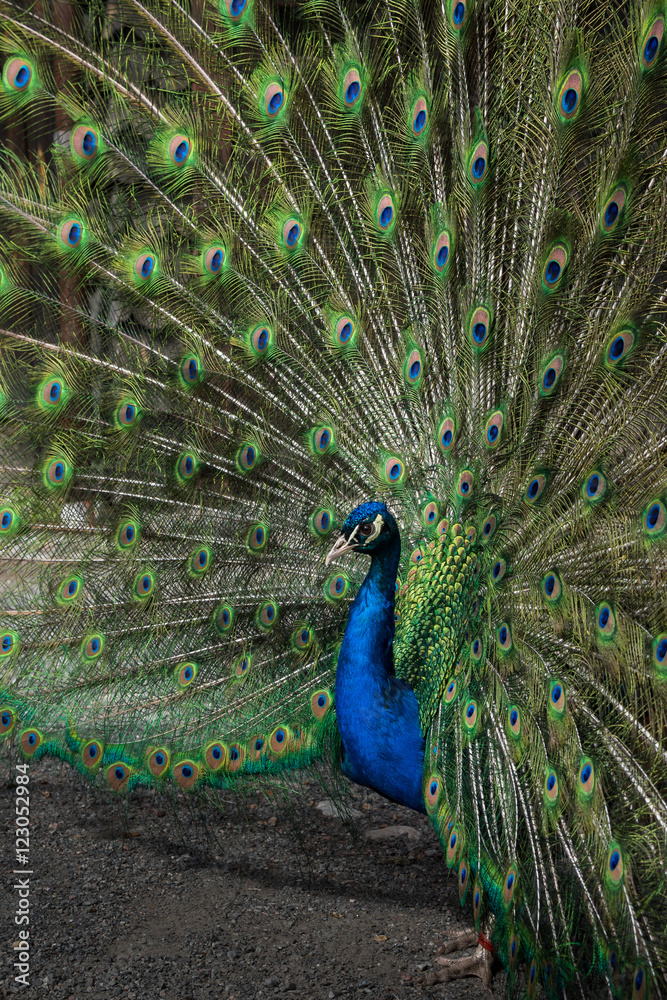 Obraz premium Peacock