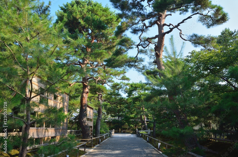 Fototapeta premium 京都大覚寺参道