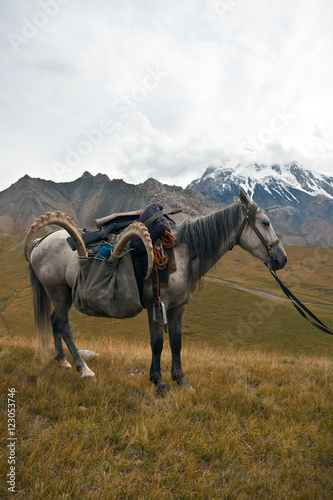 Horse with a trophy of ibex after hunting in the Tien Shan mount