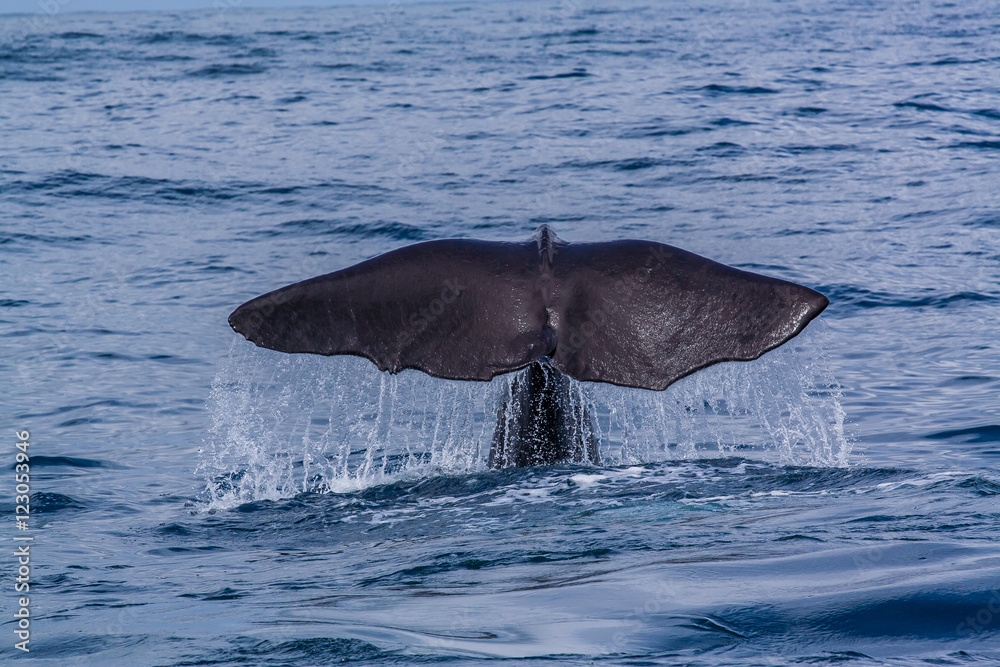 Fototapeta premium a welsh of a sperm whale going down to the water