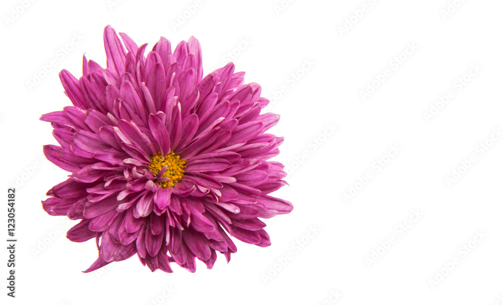Chrysanthemum lilac Chrysanthemum lilac