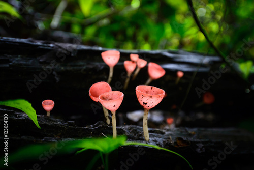 Cookeina sulcipes (Berk) on decay wood in Khao Yai National Park, Thailand photo