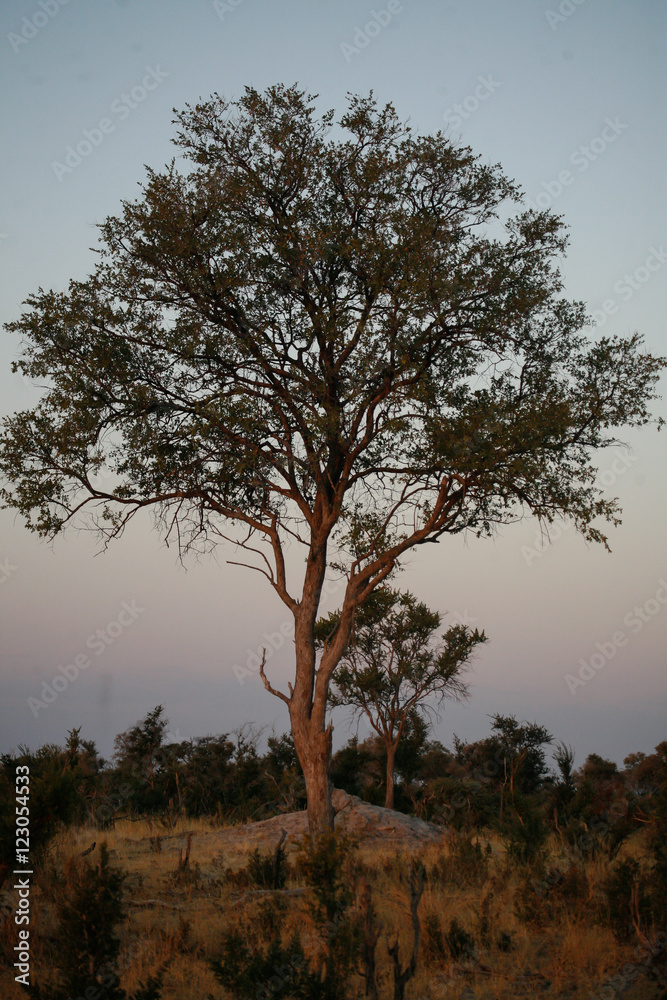 Obraz premium Trees, African Trees